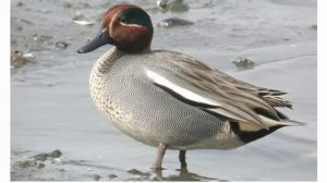 Птицы утки звук