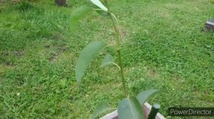 Моё открытие  питомник растений Сады Вятки  Купили и посадили