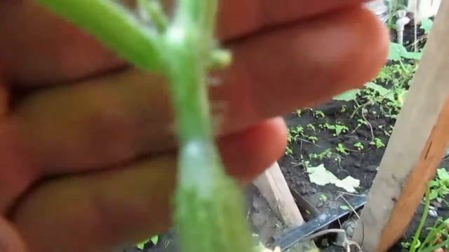 Сорт огурцов "НАСТОЯЩИЙ ПОЛКОВНИК" смотреть онлайн