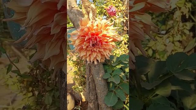 La flor más grande del jardín!  Flor de Dalia Gigante!! Alina gallinas