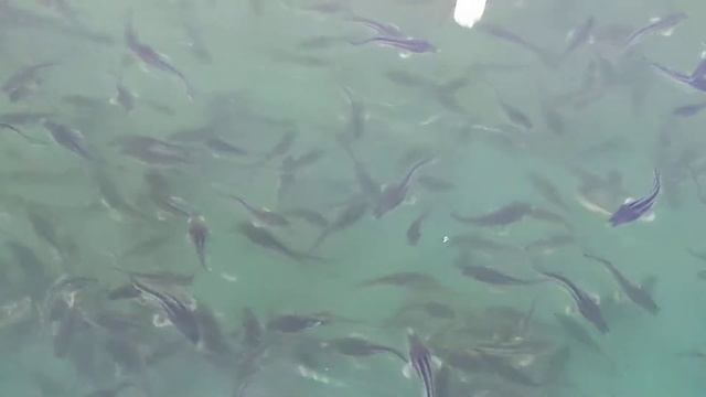 Мальки осетровых на БИОСе - 1 смотреть онлайн