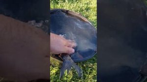 рыба после сухого посола