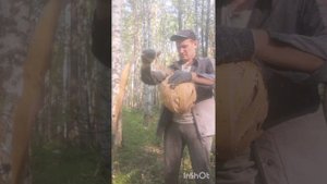 заготовка бересты ленты для больших изделий.