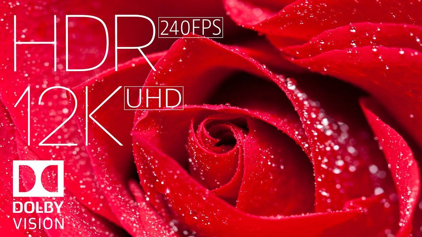 САМЫЕ КРАСИВЫЕ ЦВЕТЫ МИРА В 12K HDR 240fps DOLBY VISION с инструментальной музыкой смотреть онлайн