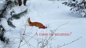 Круговорот игрушки в сугробе