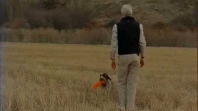 Введение в собаковедение #12 смотреть онлайн