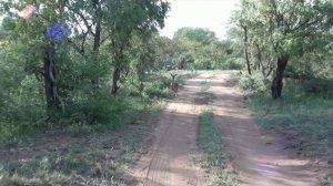 Южная Африка – парк Крюгер – частный заповедник Класери