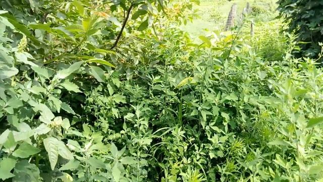 Полив/удобрение водой из септика | Септик-сан