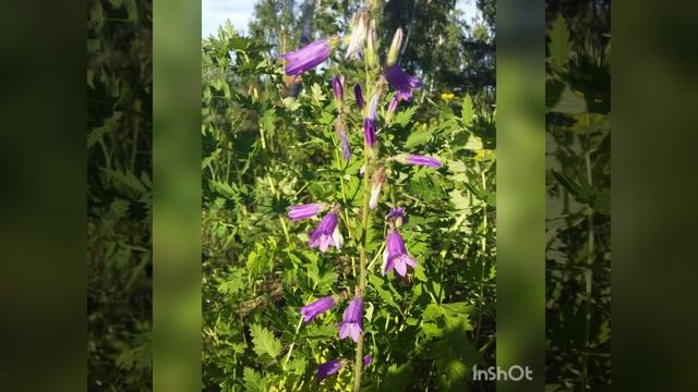 #Колокольчик.Виды колокольчика.