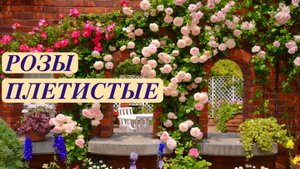 РОЗОВЫЕ КАСКАДЫ. ПЛЕТИСТЫЕ РОЗЫ. Rose Garden. Beautiful roses. ДАЧНЫЙ КРЕАТИВ.