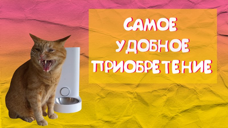 Самое удобное приобретение #shorts 
#котики #кормушка