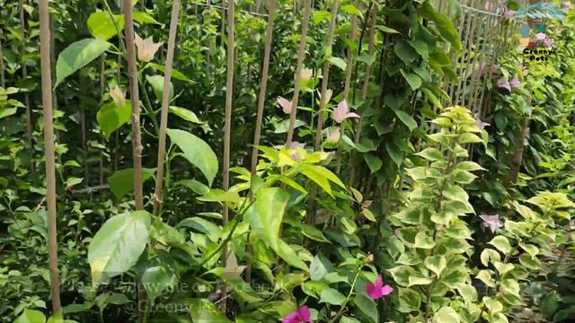Bougainvillea Nursery ||New collections Rare Variety ।। Diluar Nursery Muchisa।। смотреть онлайн