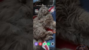 как убрать H+,3g,2g ,и вместо этого сделать вечный 4g