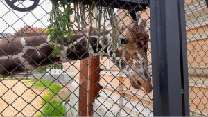 МОСКОВСКИЙ ЗООПАРК - ЖИРАФ