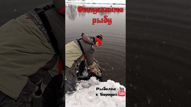 Отпускайте рыбу на рыбалке !!! Сделаем наши рыбалки лучше