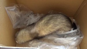 Ferret!!! A ferret playing!!!  Хорек играет!!! Хорек и тапки!!!  Хорьки дома приколы!!!