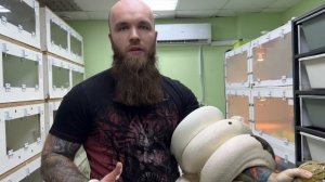 Разведение сетчатых питонов. Ч.1