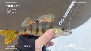 Norstream Blaze-2 632XUL. Микроджиг среди льда