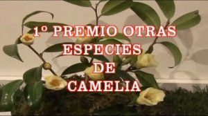 LA CAMELIA ENTREGA DE PREMIOS