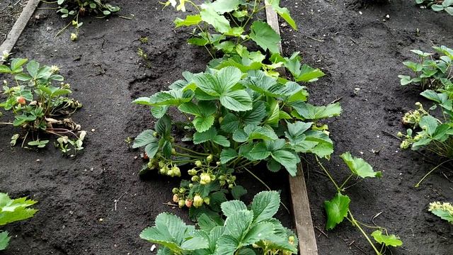 Клубника в Башкирии | Когда лучше сажать клубнику смотреть онлайн