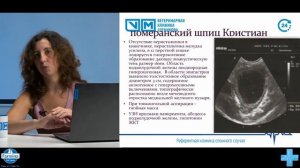 Панкреатиты собак и кошек