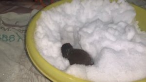 Домашняя ласка (Mustela nivalis, weasel) и снег