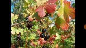 148. ЗОЛОТИСТАЯ СМОРОДИНА — уникально, красиво, вкусно, полезно....