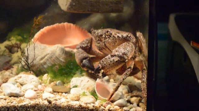 самка и самец каменного краба смотреть онлайн