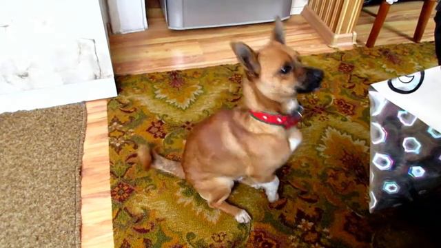 Встреча двух собак. Джек рассел-терьер и чихуахуа\Meeting of two dogs. Jack Russell and Chihuahua