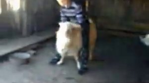 Вот как нужно ездить на козле...