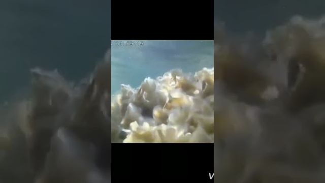 Морская прогулка ? Берег мечты, посёлок Джубга. смотреть онлайн