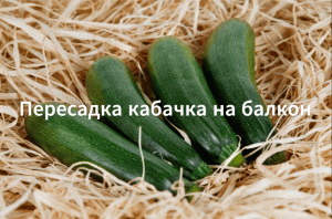 Выращиваем кабачок на балконе. Как вырастить кабачок на балконе. Сорт "Кавили".