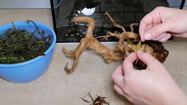 Как сделать своими руками дерево бонсай с красными листьями в аквариуме? Легко!