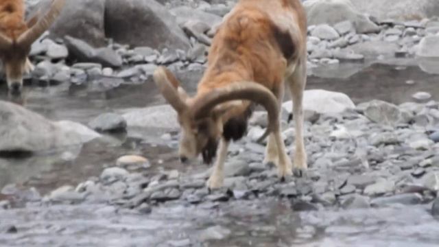 Ladakh urial HD, Shapo, male, Ovis aries vignei, wild, wild animals, wild animals ladakh, Leh ladak смотреть онлайн