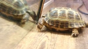 Хахахаха черепаха дерется сама с собой