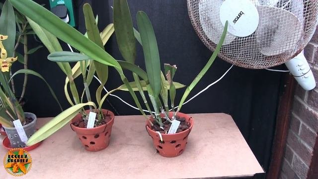 #CareCollab - Laelia (Now Cattleya) Purpurata