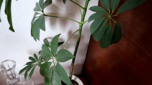 ЛЮБИМЫЕ Комнатные цветы переносят зиму на Ура! на даче с низкой температурой.