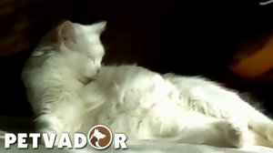 Турецкая ангора кошка - описание породы. Уход и содержание породы кошек.
