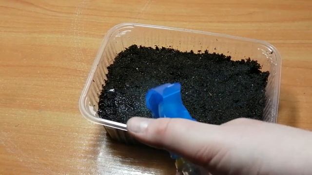 Посев семян газании на рассаду. Часть 1