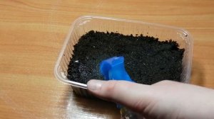 Посев семян газании на рассаду. Часть 1