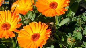 Восемь эффективных лекарственных растений, которые можно выращивать на своем участке