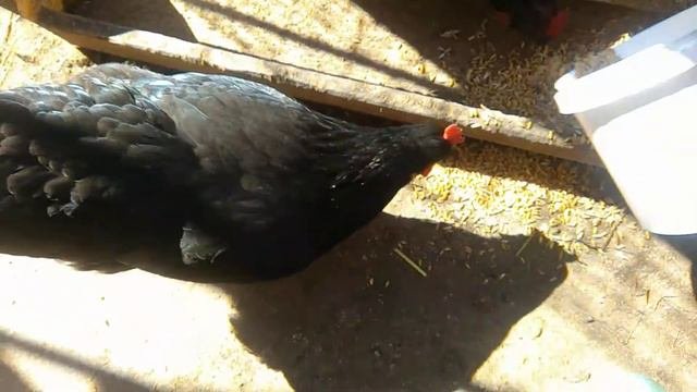 Как погладить курицу