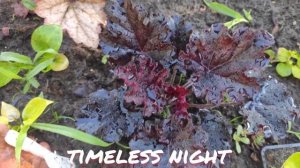 Гейхера сорт timeless night окрас листьев в июне