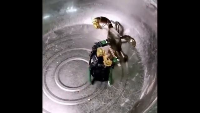 Metal Gear Rising: Revengeance rules of nature crab смотреть онлайн