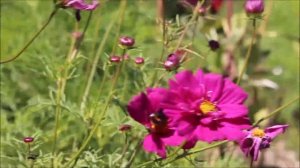 Reiki 5 Minute Timer with Chakra Balancing Music ~ 12 x 5 Tibetan Bell Timers - Yin Yoga Timer