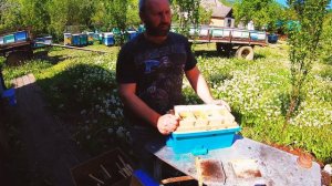 Обзор правильного нуклеуса для пчел