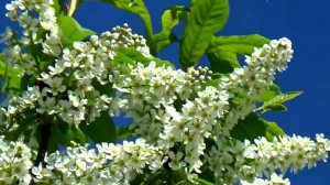 Цветущая черёмуха