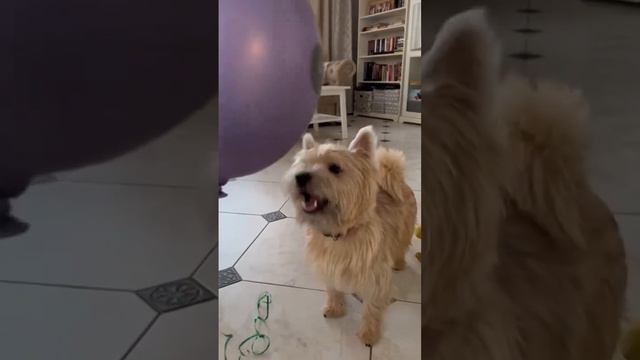 #норвич #собака #веселье #чих #шарик #дети #милота смотреть онлайн