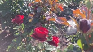 Роза Лаваглут ?Rose Lavaglut флорибунда