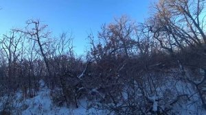 Охота с русской гончей на зайца 5